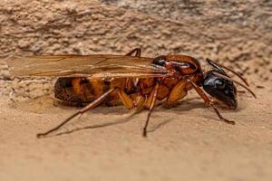 hormiga reina carpintero hembra adulta foto