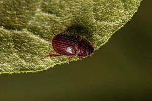 Small Adult Scarabaeiform Beetle photo