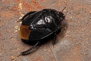 Adult Burrowing Bug photo