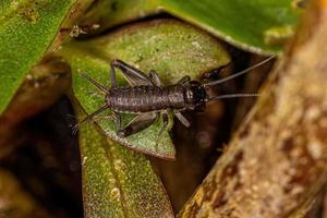 True Cricket Nymph photo