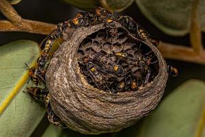 Adult Long-waisted Honey Wasps photo