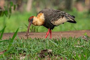 Buff necked Ibis photo