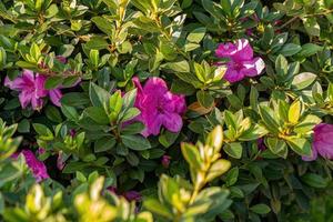 Azalea Flowering Plant photo