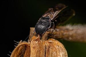 Adult Black Queen Turtle Ant photo