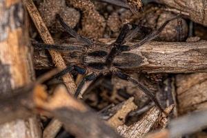 Small Prowling Spider photo