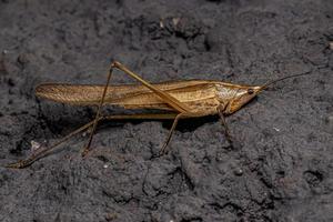 Adult Common Conehead photo