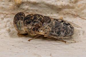 Adult Sheep Nostril Fly photo