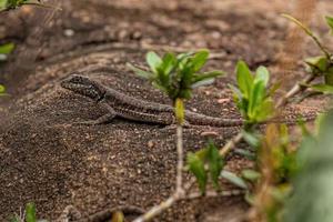 Small ground lizard photo