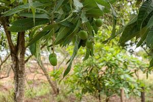 árbol de mango con frutas foto