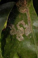 Citrus Leafminer Insect photo