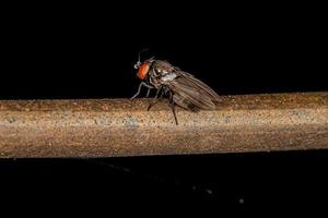 Adult Freeloader Fly photo