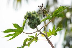 Green Castor Bean Plant photo