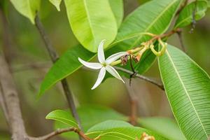 flower of the Tree called Mangaba photo