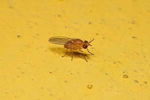 Adult Lauxaniid Fly photo