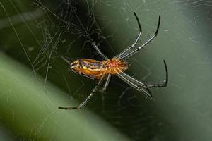 araña tejedora basílica foto