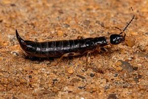 pequeño insecto tijereta epidermátera foto