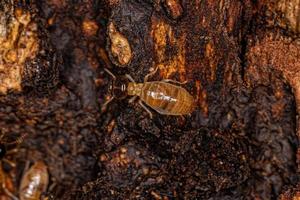 Adult Nasute Termites photo