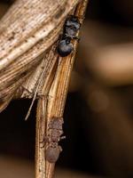 Adult Turtle Ant photo