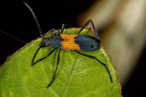 Adult Typical Longhorn Beetle photo