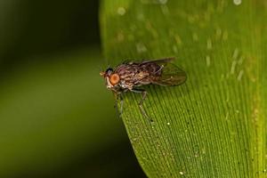 mosca de la orilla adulta foto