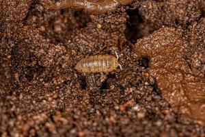 Small Isopod Arthropod photo