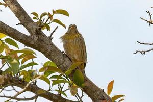 Female Saffron Finch Bird photo