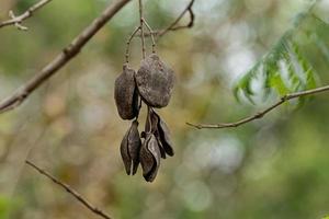 Blue Jacaranda Tree Fruits photo