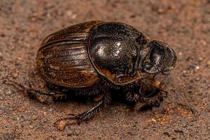 Adult Gazelle Scarab photo