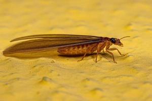Adult Higher Termite photo