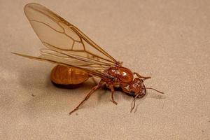 Adult Female Winged Thief Queen Ant photo