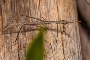 saltamontes palo neotropical foto