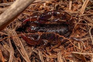 arthropod arachnid chelicerate scorpion photo