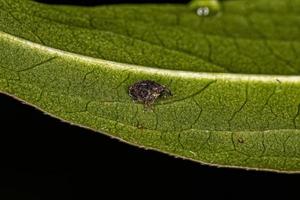 Adult True Weevil photo