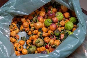 Small yellow pepper fruits photo