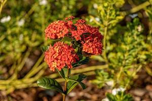 Red Jungle Flame Plant Flower photo