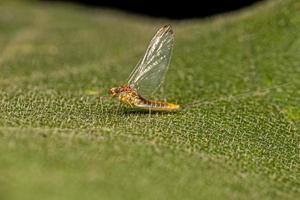 Adult Female Mayfly Insect photo