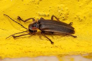 Adult Firefly Beetle photo