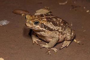 sapo cururu adulto foto