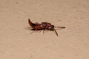 Adult Rove Beetle photo