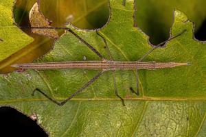 Neotropical Stick Grasshopper photo