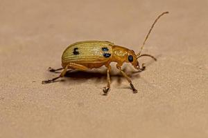 escarabajo de hoja adulto amarillo foto
