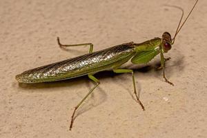 Adult Acontistid Mantis photo