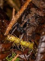 Adult Male Wolf Spider photo