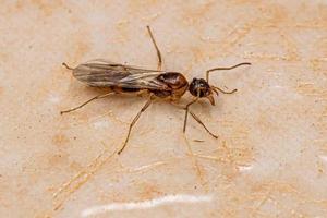 Adult Male Winged Ant photo