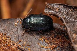 Small Adult Beetle photo