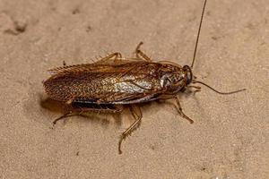 Adult Wood Cockroach photo