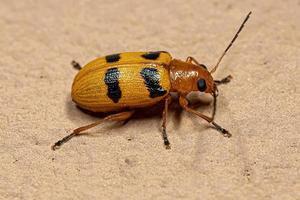 Yellow adult leaf beetle photo