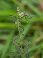 pequeña planta angiosperma foto