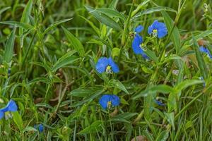 Small Dayflower Plant photo