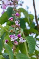 Giant Crape-Myrtle Tree photo